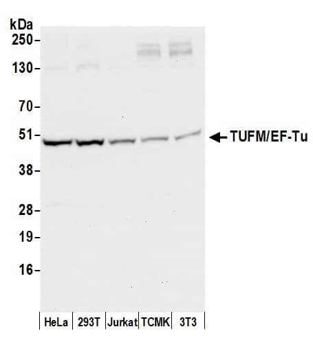 TUFM Antibody