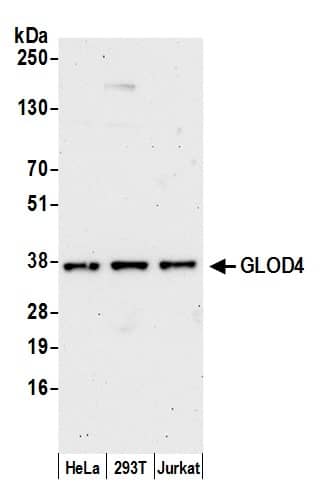 GLOD4 Antibody