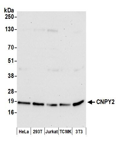 CNPY2 Antibody