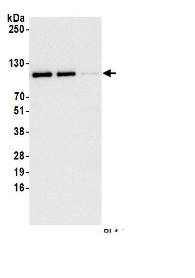 Drebrin 1 Antibody