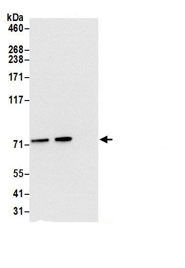 TRAP1 Antibody