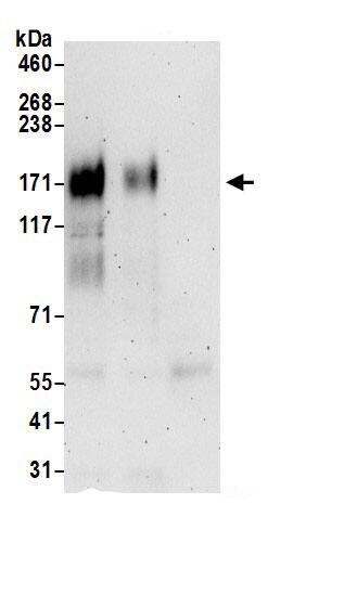 MRP1 Antibody