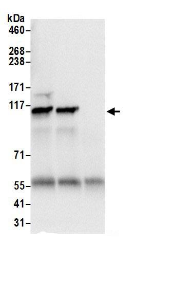 SEC24C Antibody