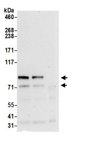 RUFY1 Antibody