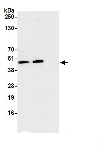 FAM105B/OTULIN Antibody