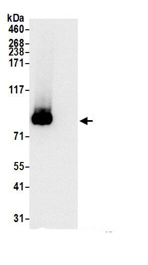 HAUS5 Antibody