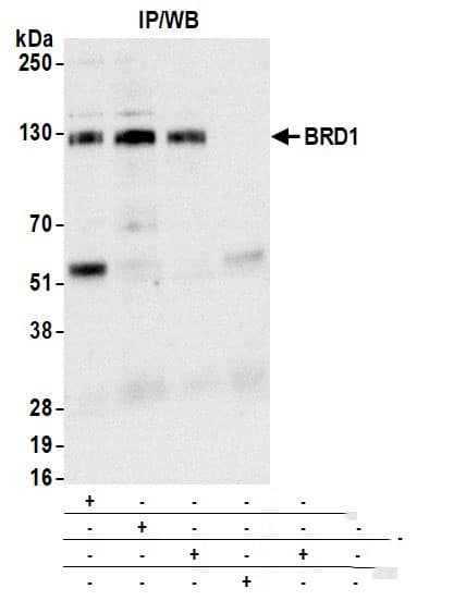 BRD1 Antibody