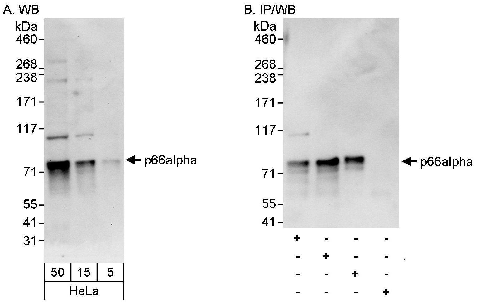 p66 alpha Antibody