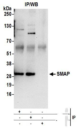 SMAP Antibody