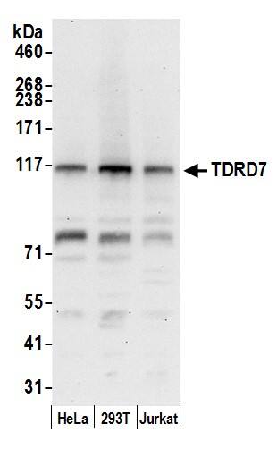 TDRD7 Antibody