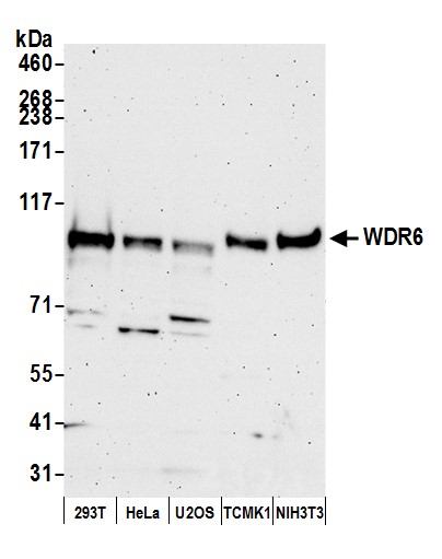 WDR6 Antibody