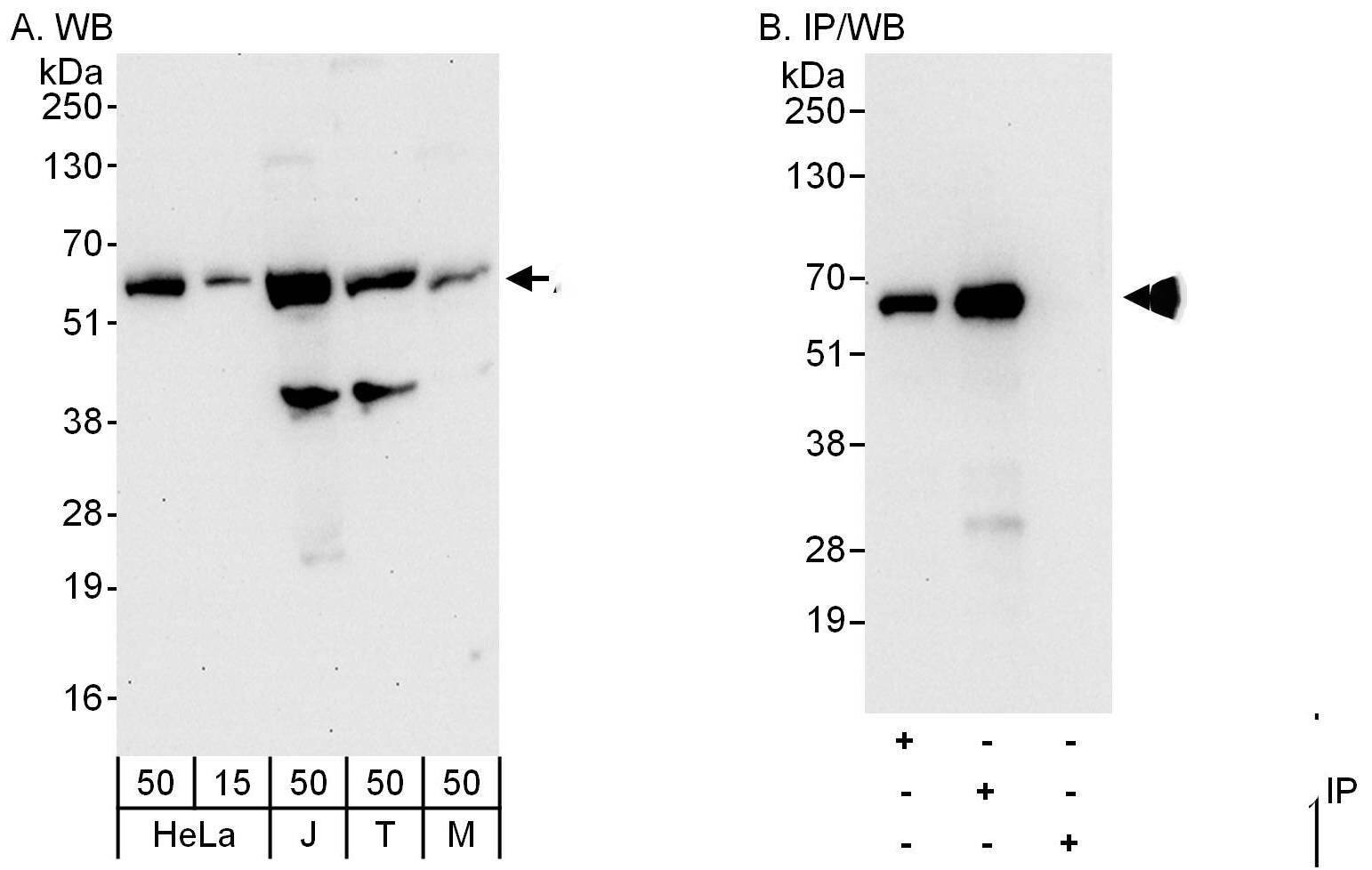 Atlastin-3 Antibody