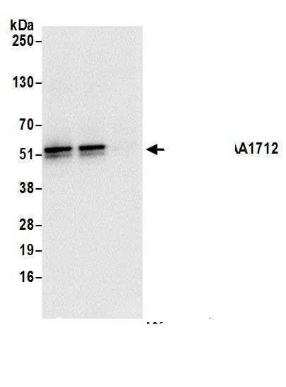 CEP44 Antibody