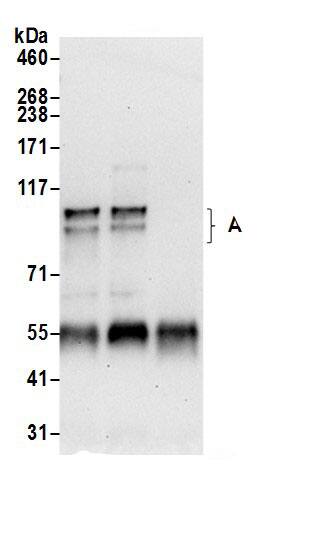 APBA2 Antibody