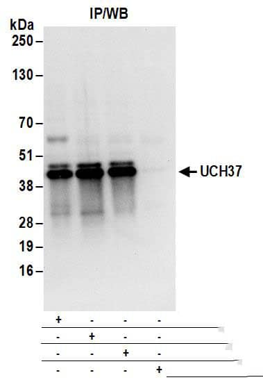 UCH-L5/UCH37 Antibody