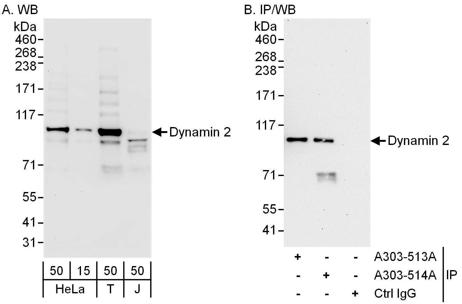 Dynamin 2 Antibody