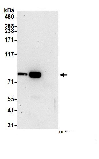 RASAL1 Antibody