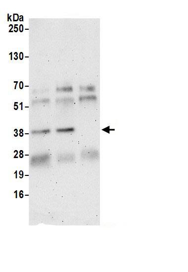 NIP30 Antibody