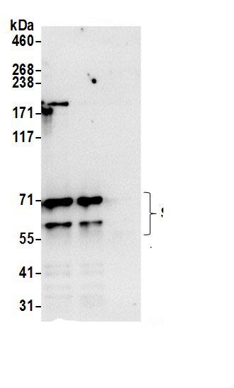 SRPR alpha Antibody