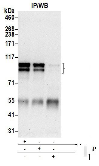 APBA2 Antibody