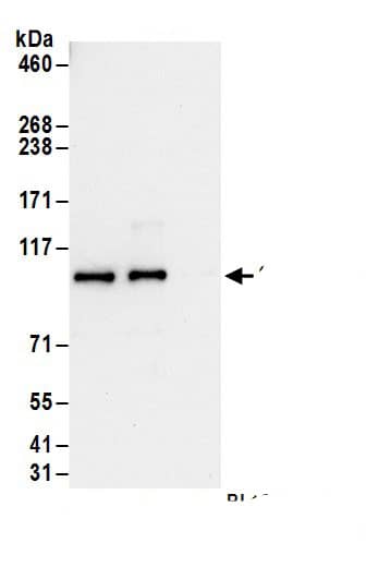 Gephyrin/GPHN Antibody