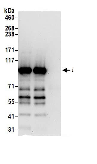 Striatin Antibody