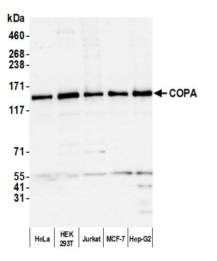 alpha COP I Antibody