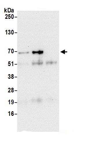 SPATS2 Antibody