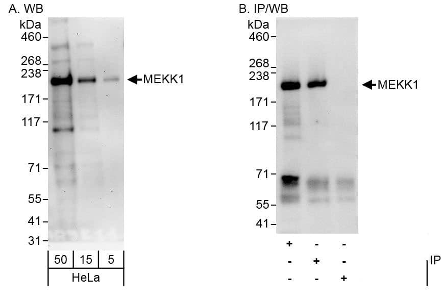 MEKK1 Antibody