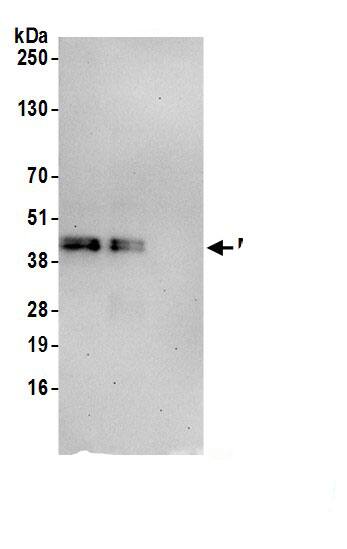 Mitochondrial fission regulator 1 Antibody