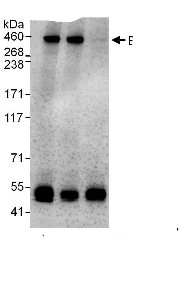 BRCA2 Antibody