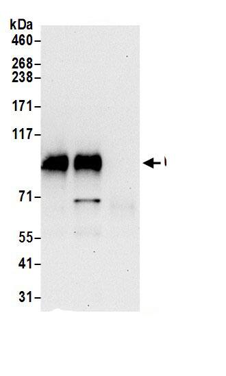 UNK Antibody