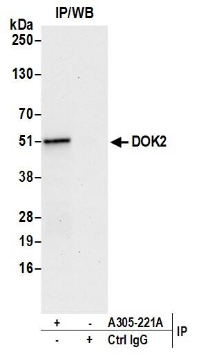 DOK2 Antibody