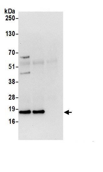 ARF6 Antibody