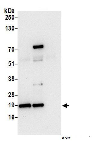 ARF6 Antibody