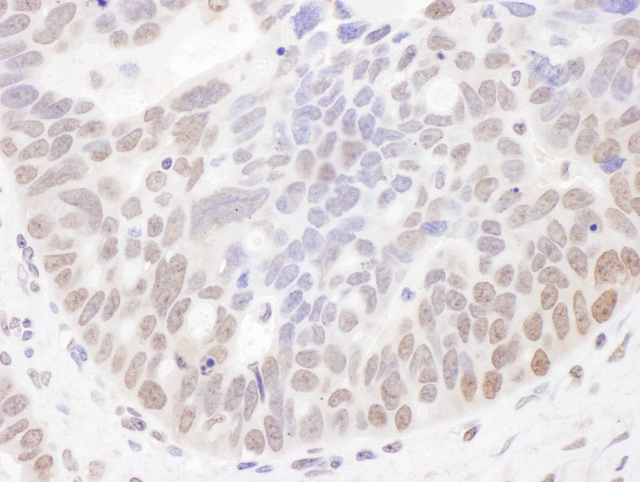 NOC2L Antibody