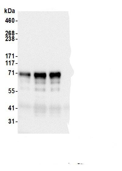 QRICH1 Antibody