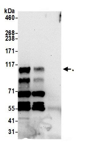 ZC3H7B Antibody