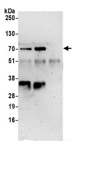 NOSIP Antibody