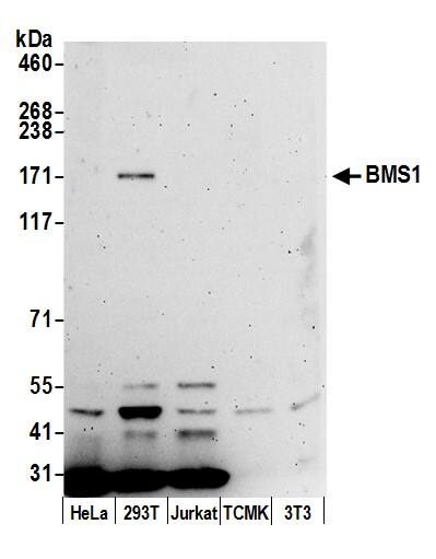 BMS1 Antibody