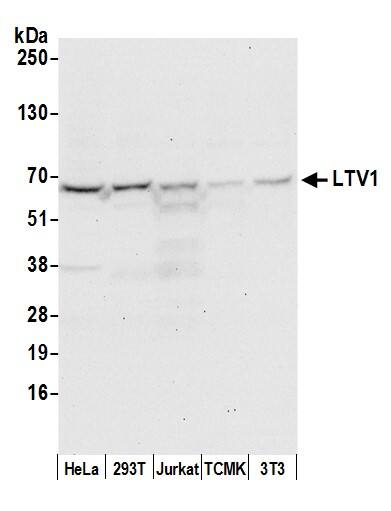 LTV1 Antibody