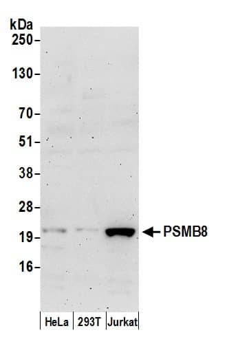 LMP7/PSMB8 Antibody