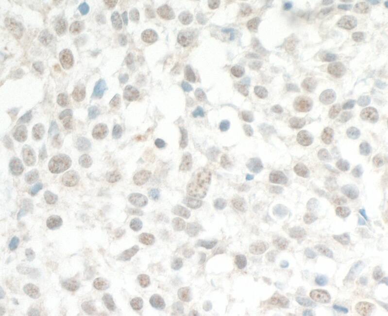 THRAP2 Antibody
