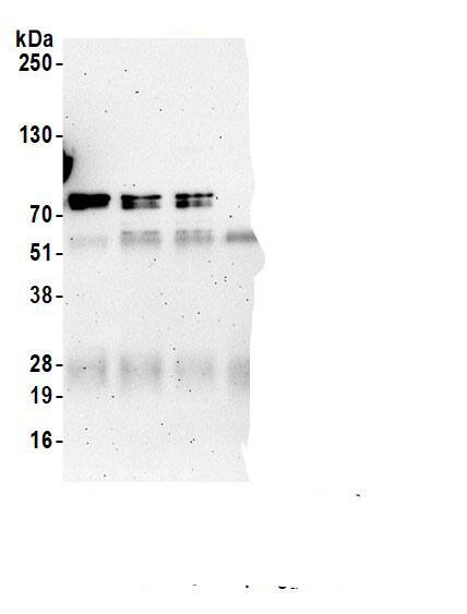 p66 alpha Antibody