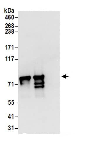 DYNC1I2 Antibody