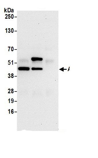 AHSA1 Antibody