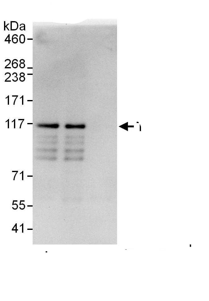 SH3PXD2B Antibody