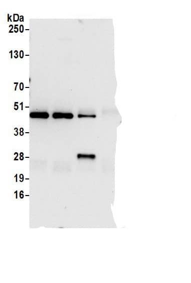 Perilipin-3/TIP47 Antibody