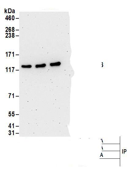 FLJ10808 Antibody