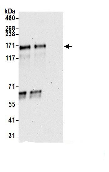 FNIP1 Antibody